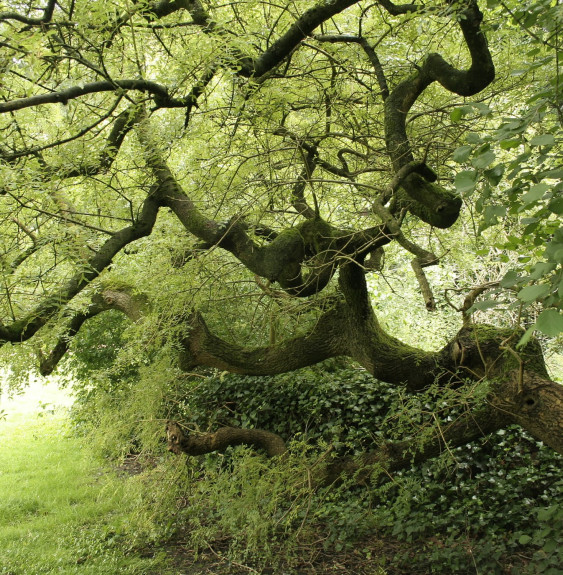 FRAXINUS excelsior   ‘Pendula’  / Frêne pleureur