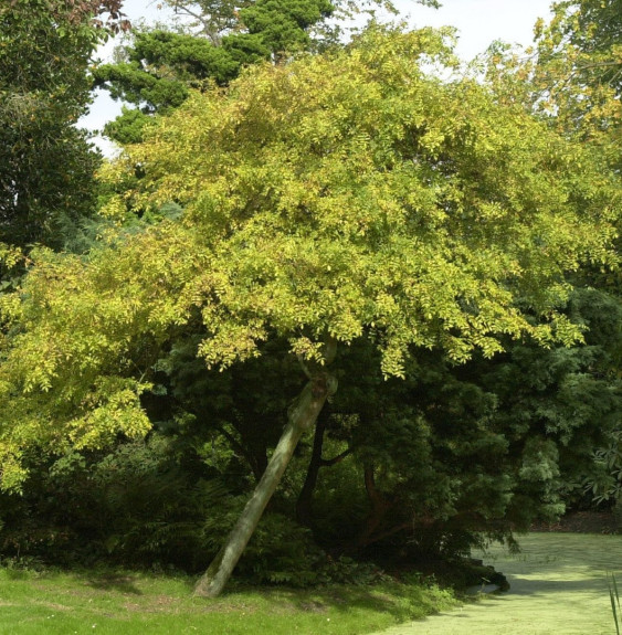 FRAXINUS excelsior   ‘Pendula’  / Frêne pleureur