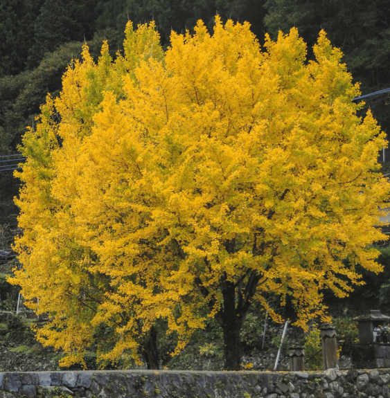 Pépinières Français PF_GINKGO-bil GINKGO biloba / Arbre aux 40 écus