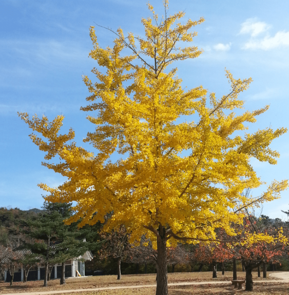 Pépinières Français PF_GINKGO-bil GINKGO biloba / Arbre aux 40 écus