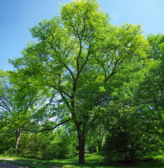 GLEDITSIA triacanthos ‘Sunburst’  / Févier d'Amérique dorée