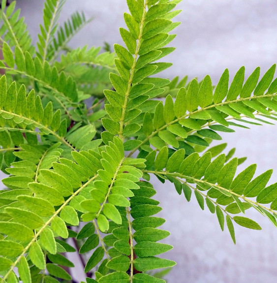 GLEDITSIA triacanthos ‘Sunburst’  / Févier d'Amérique dorée