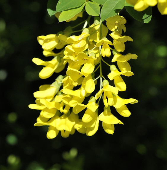 LABURNUM   anagyroïdes / Cytise commun