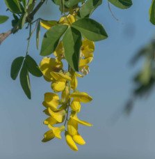 Pépinières Français PF_LABURNUM-a6 LABURNUM  anagyroïdes / Cytise commun