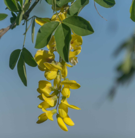 LABURNUM   anagyroïdes / Cytise commun