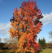 LIQUIDAMBAR styraciflua  / Copalme d'Amérique