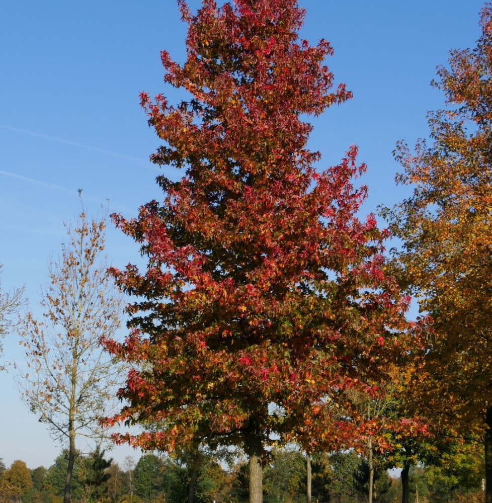 LIQUIDAMBAR styraciflua  / Copalme d'Amérique