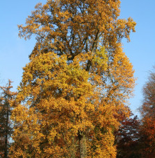 LIERODENDRON tulipifera  / Tulipier de Virginie