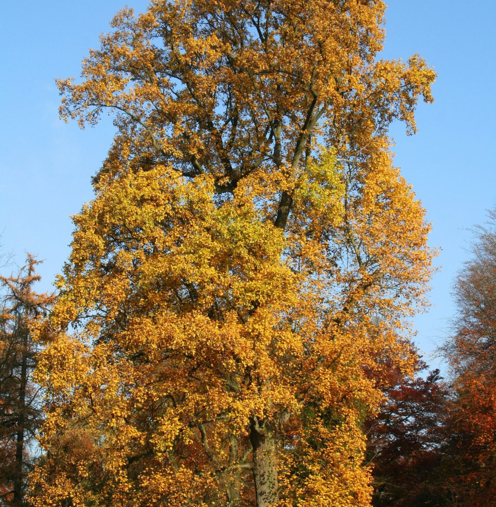 LIERODENDRON tulipifera  / Tulipier de Virginie