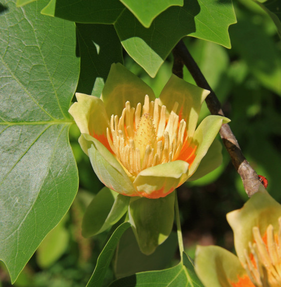 Pépinières Français PF_LIRIODENDR LIRIODENDRON tulipifera / Tulipier de Virginie