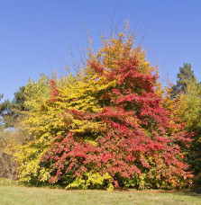 PARROTIA persica  / Arbre de fer