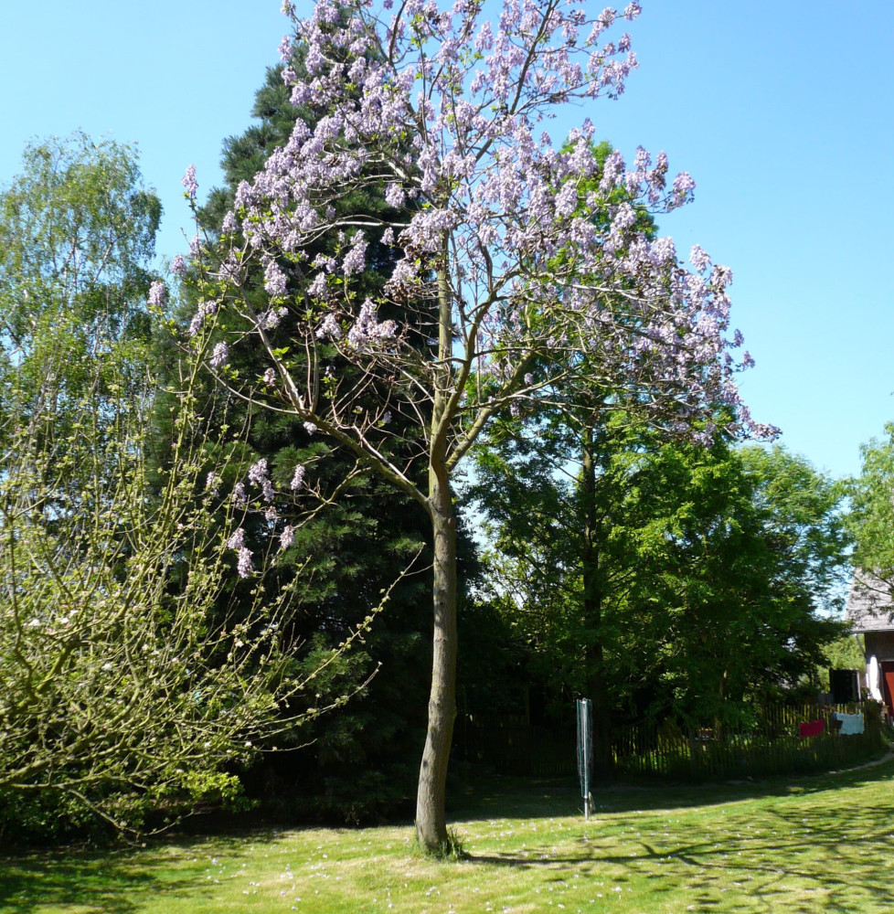 PAULOWNIA tomentosa / Arbre impérial