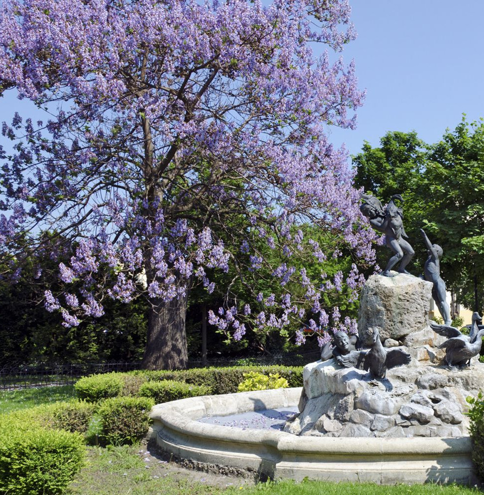 PAULOWNIA tomentosa / Arbre impérial