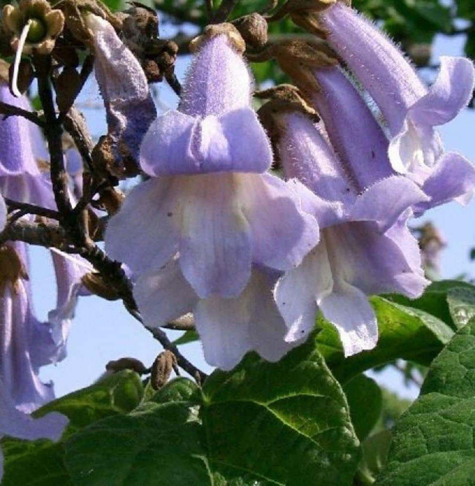 PAULOWNIA tomentosa / Arbre impérial