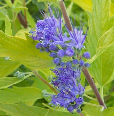 CARYOPTERIS x clandonensis ‘ Grand Bleu' / CARYOPTERIS x clandonensis ‘ Grand Bleu'