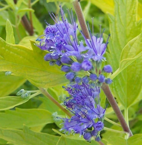 CARYOPTERIS x clandonensis ‘ Grand Bleu' / CARYOPTERIS x clandonensis ‘ Grand Bleu'