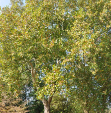 PLATANUS x acerifolia  / Platane à feuilles d'érable