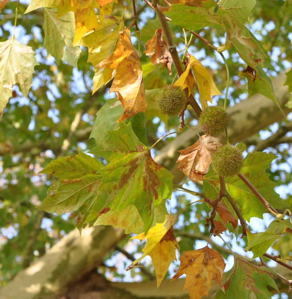 PLATANUS x acerifolia  / Platane à feuilles d'érable