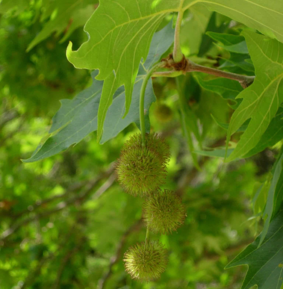 PLATANUS x acerifolia  / Platane à feuilles d'érable