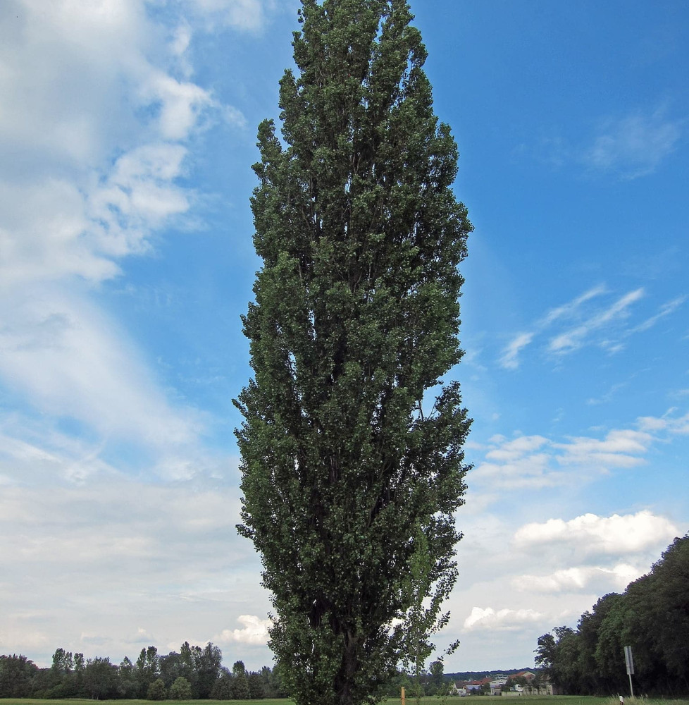 POPULUS nigra ‘Italica’  / Peuplier d'Italie