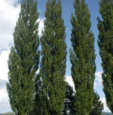 POPULUS nigra ‘Italica’  / Peuplier d'Italie