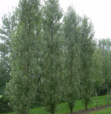 POPULUS nigra ‘Italica’  / Peuplier d'Italie