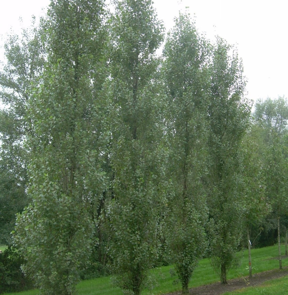 POPULUS nigra ‘Italica’  / Peuplier d'Italie