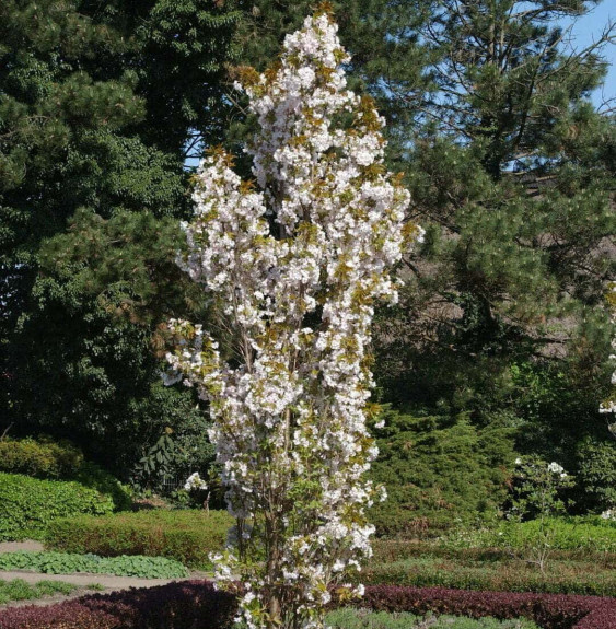 Pépinières Français PF_PRUNUS-ser9 PRUNUS serrulata Amanogawa’ / Cerisier du Japon colonnaire