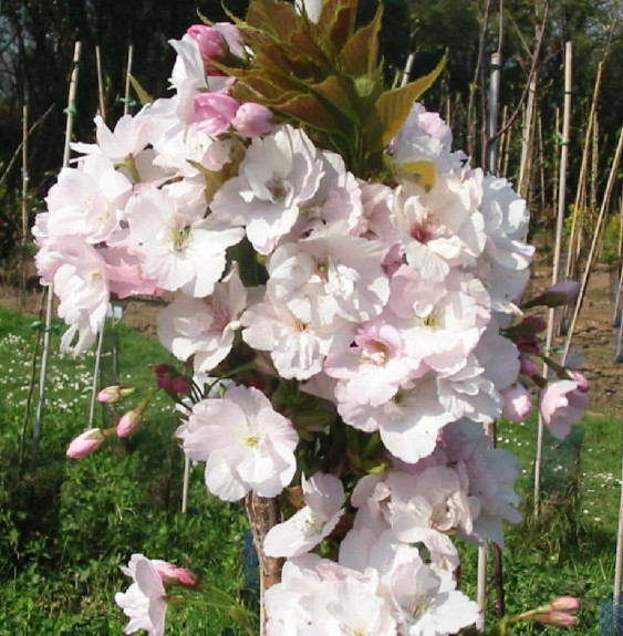 Pépinières Français PF_PRUNUS-ser9 PRUNUS serrulata Amanogawa’ / Cerisier du Japon colonnaire