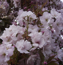 PRUNUS serrulata Amanogawa’  / Cerisier du Japon colonnaire