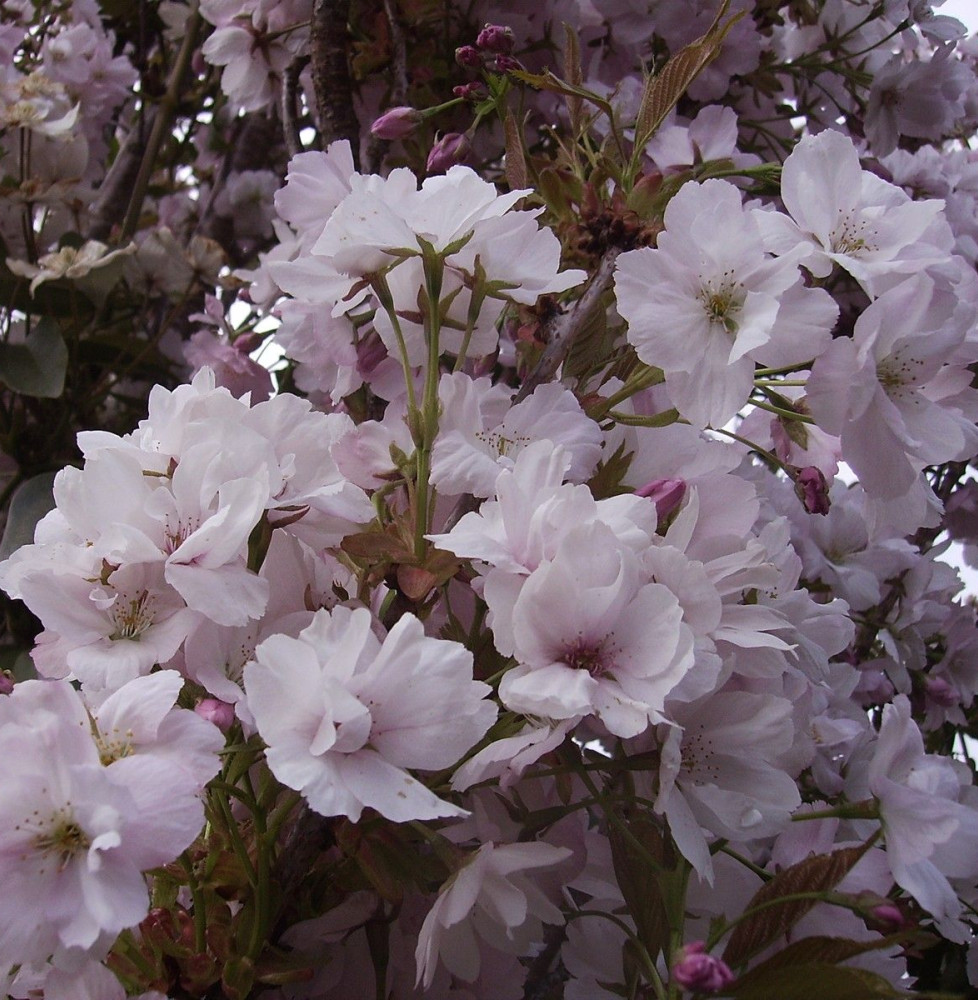 PRUNUS serrulata Amanogawa’  / Cerisier du Japon colonnaire