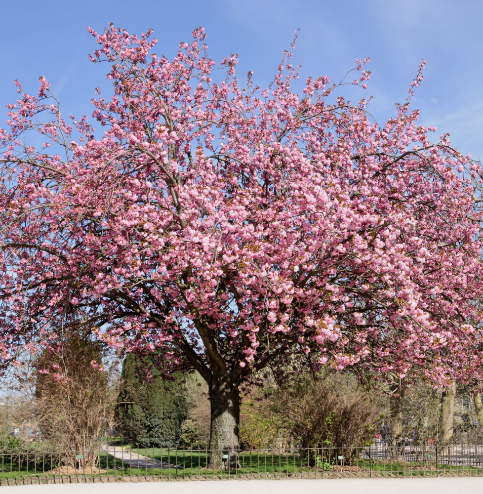 PRUNUS serrulata ‘Kanzan’  / Cerisier du Japon 'Kanzan'