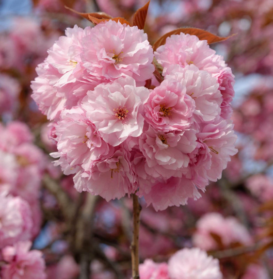 PRUNUS serrulata ‘Kanzan’  / Cerisier du Japon 'Kanzan'