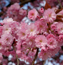 PRUNUS serrulata ‘Kanzan’  / Cerisier du Japon 'Kanzan'