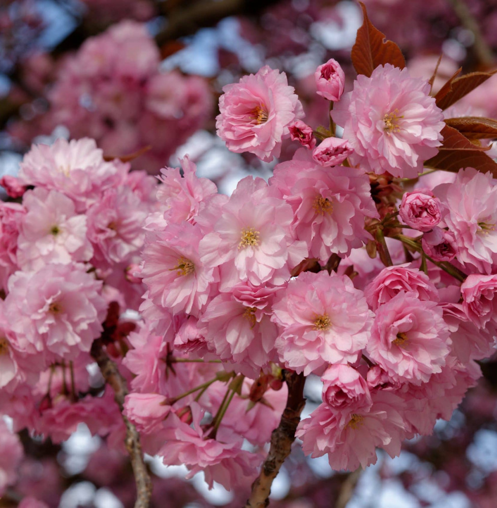 PRUNUS serrulata ‘Kanzan’  / Cerisier du Japon 'Kanzan'