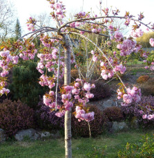 PRUNUS serrulata ‘Kiku-Shidare-Zakura’  / Cerisier du Japon pleureur