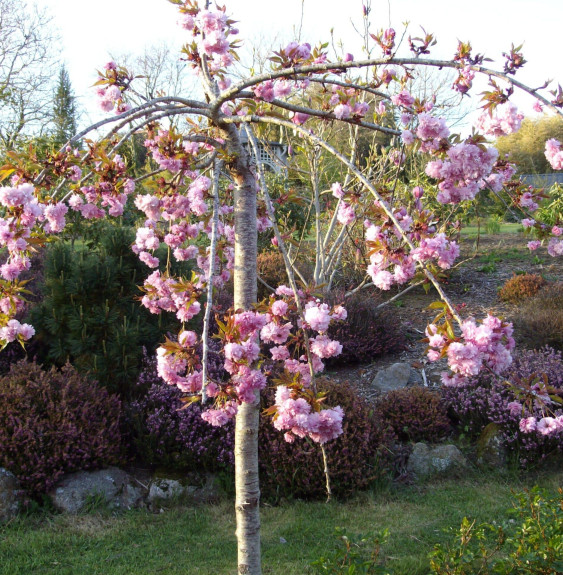 PRUNUS serrulata ‘Kiku-Shidare-Zakura’  / Cerisier du Japon pleureur