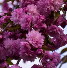 PRUNUS serrulata ‘Kiku-Shidare-Zakura’  / Cerisier du Japon pleureur