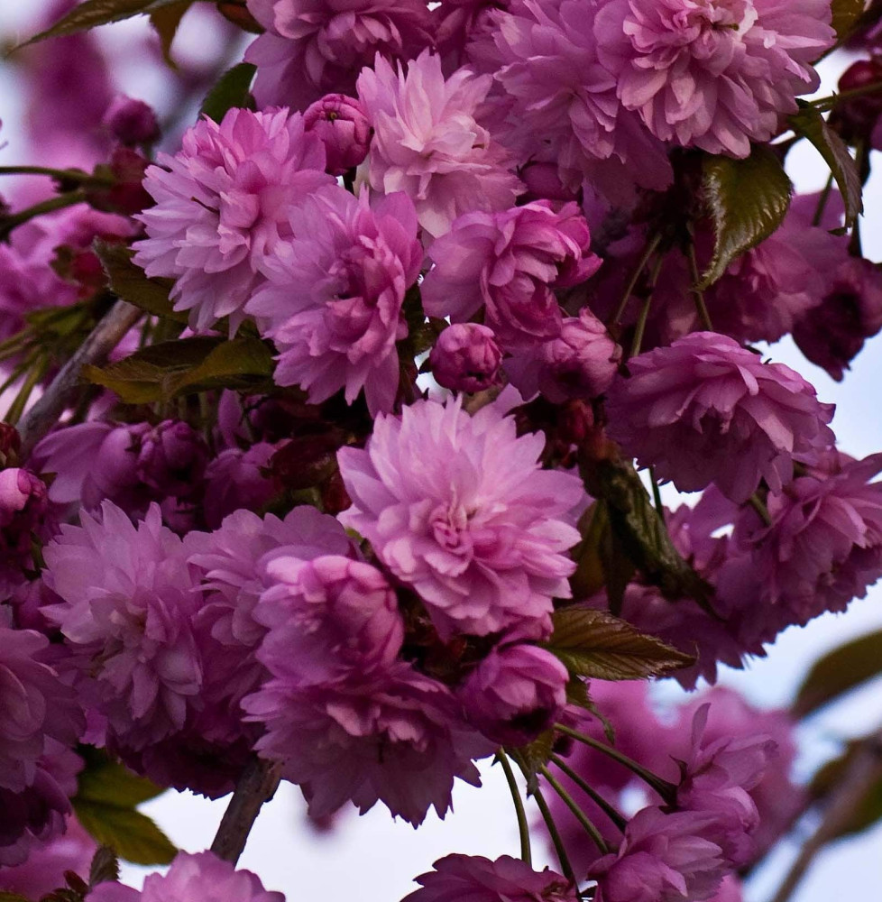 PRUNUS serrulata ‘Kiku-Shidare-Zakura’  / Cerisier du Japon pleureur