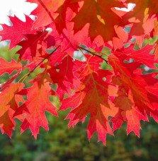 Pépinières Français PF_QUERCUS-ru QUERCUS rubra / Chêne rouge d'Amérique