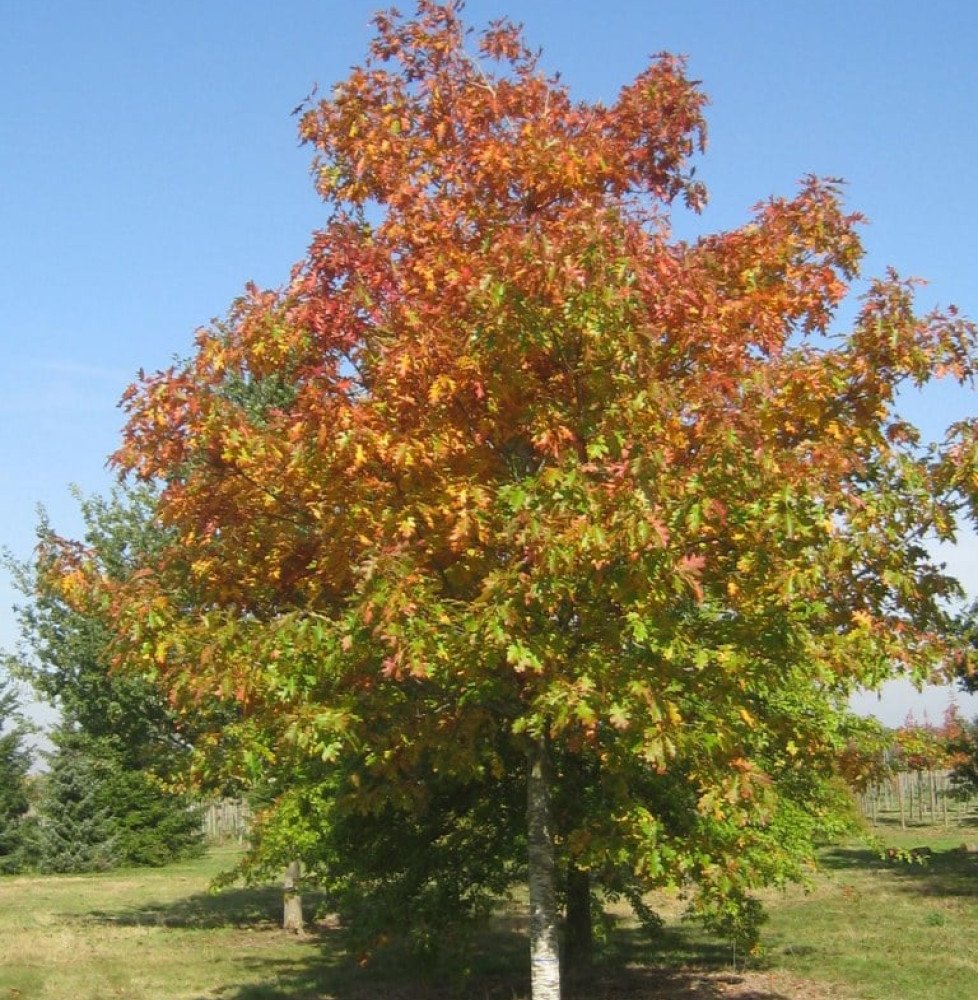 Pépinières Français PF_QUERCUS-ru QUERCUS rubra / Chêne rouge d'Amérique