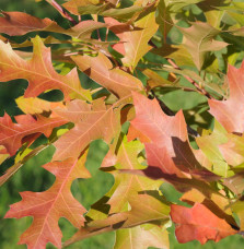 QUERCUS palustris / Chêne des marais