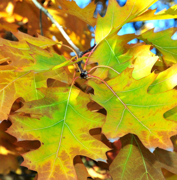 QUERCUS palustris / Chêne des marais