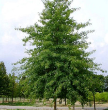 QUERCUS palustris / Chêne des marais