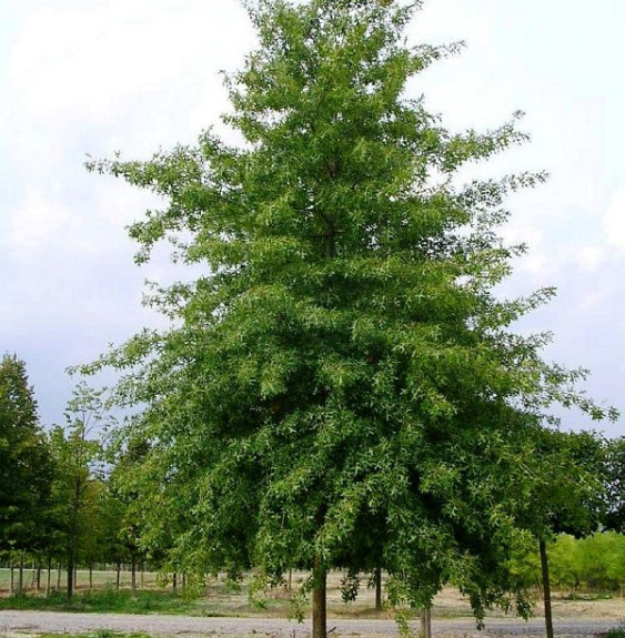 QUERCUS palustris / Chêne des marais