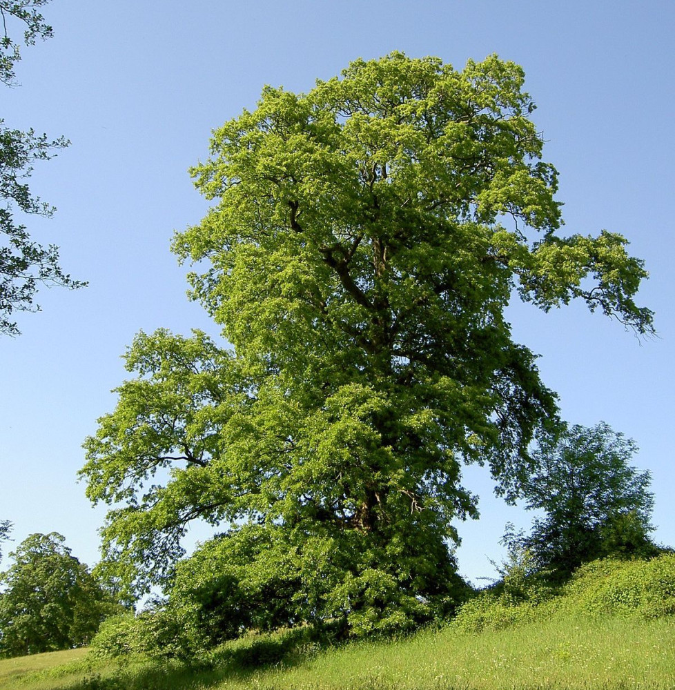 QUERCUS cerris  / Chêne chevelu,Chêne lombard,Chêne de Bourgogne