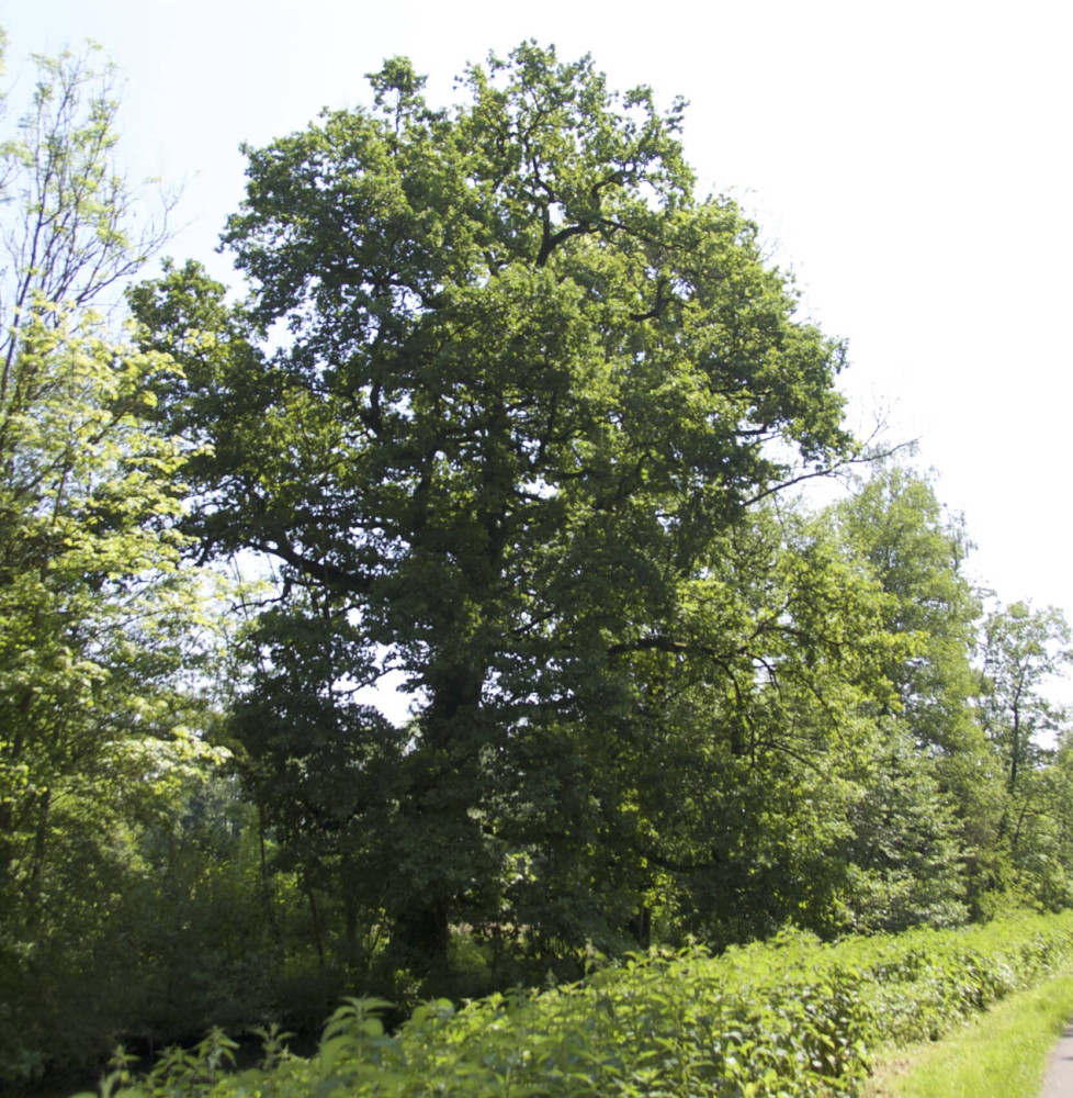 QUERCUS robur / Chêne pédonculé