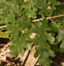 QUERCUS robur / Chêne pédonculé