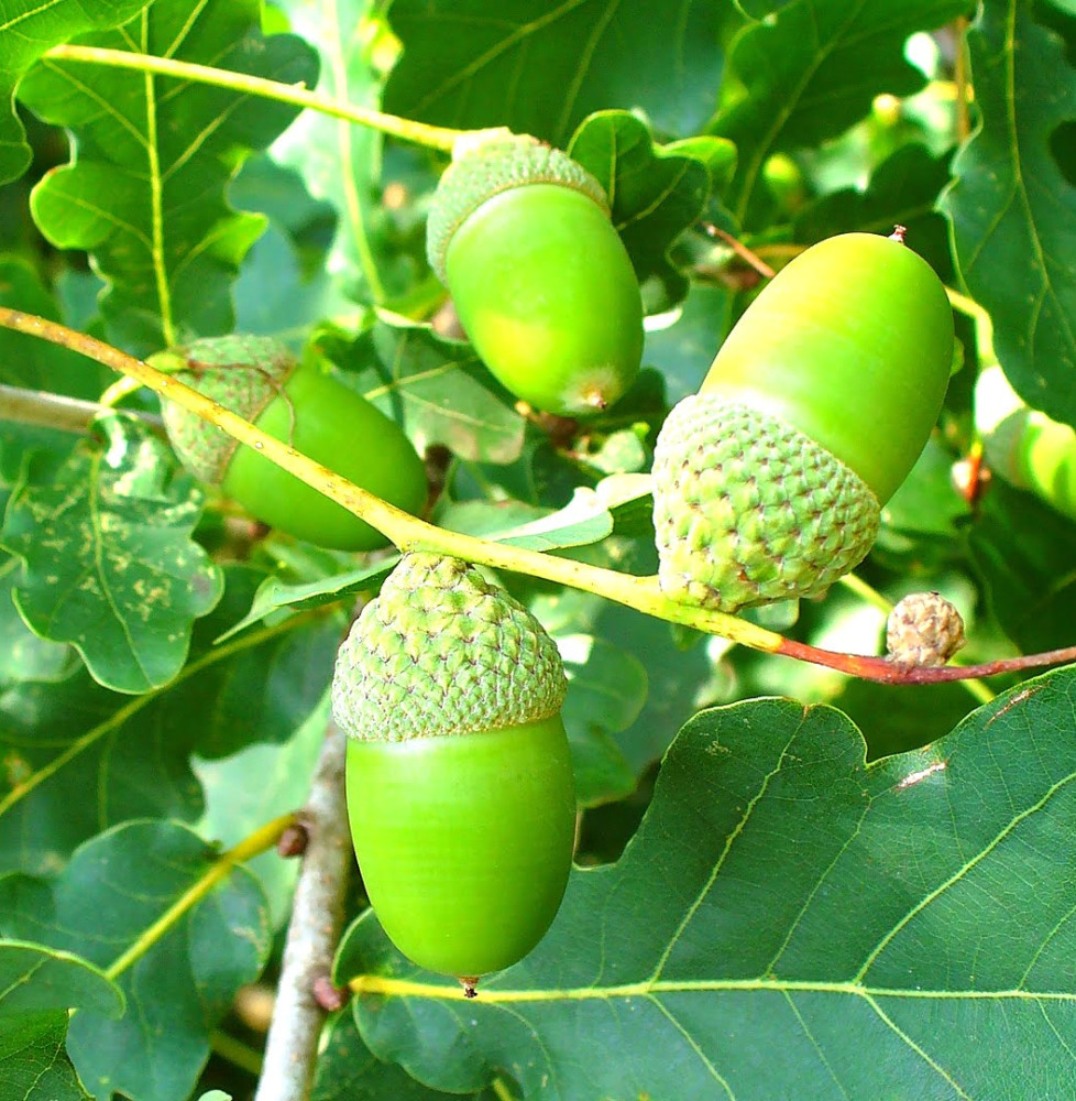 QUERCUS robur / Chêne pédonculé