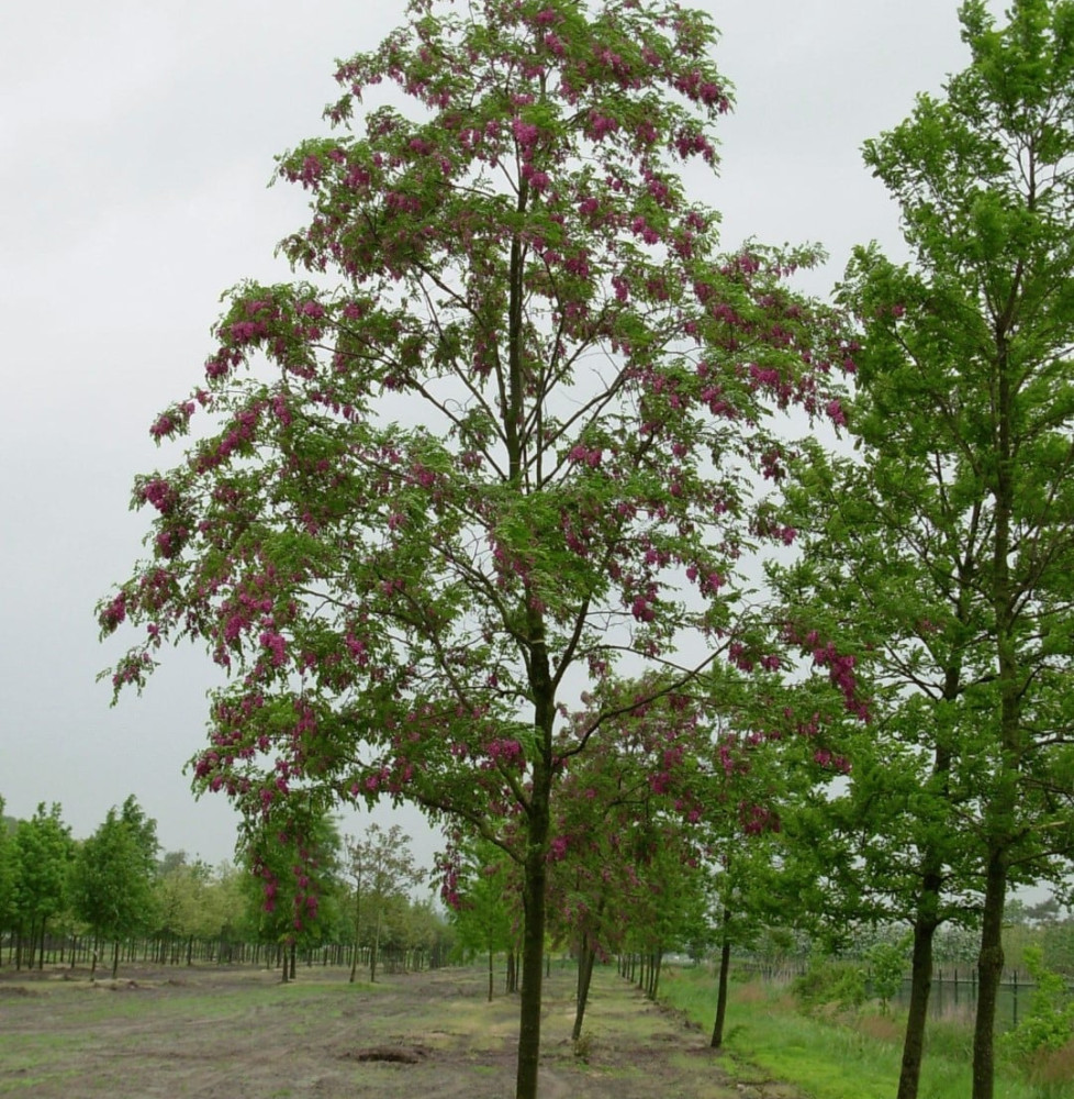 ROBINIA x margaretta casque rouge ® ‘Flemor’ / Acacia Rouge